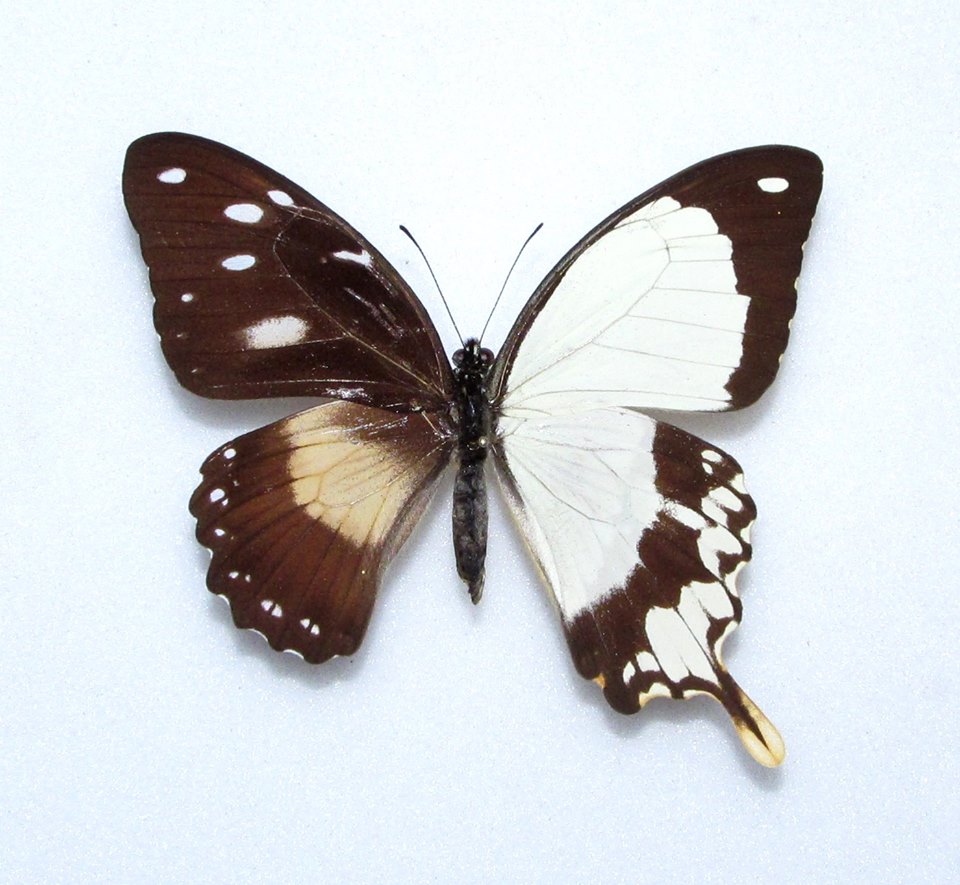 Papilio dardanus (gynandromorph, Alex Bic, FB) [Internet image property of respective owner, non commercial use only]